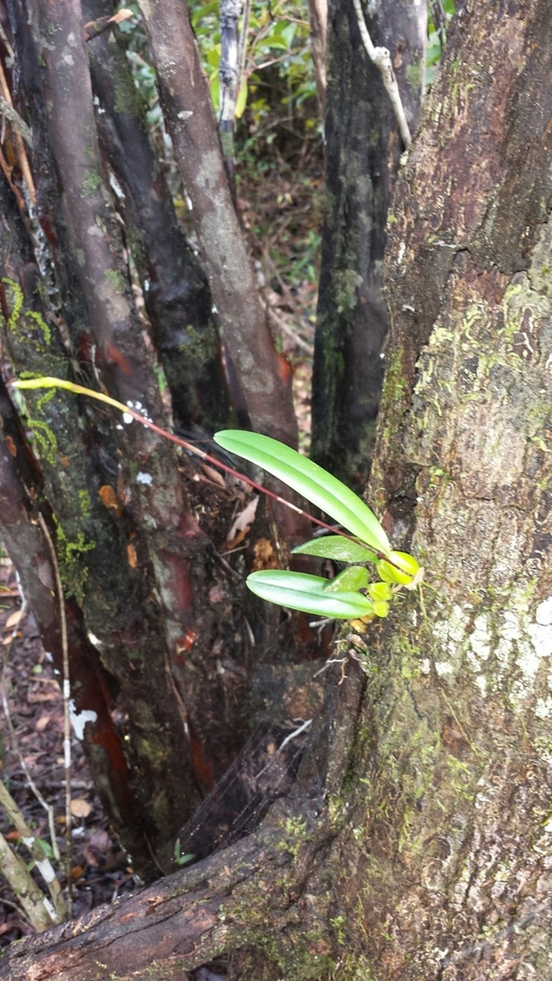 Bulbophyllum erectum photo 4