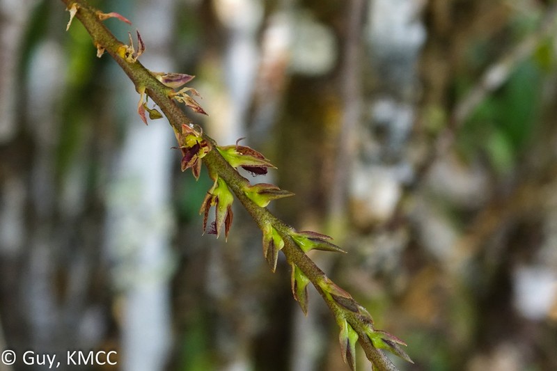 Bulbophyllum erectum photo 6