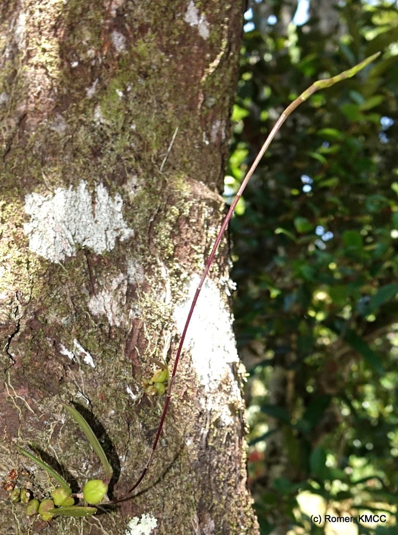 Bulbophyllum erectum photo 7