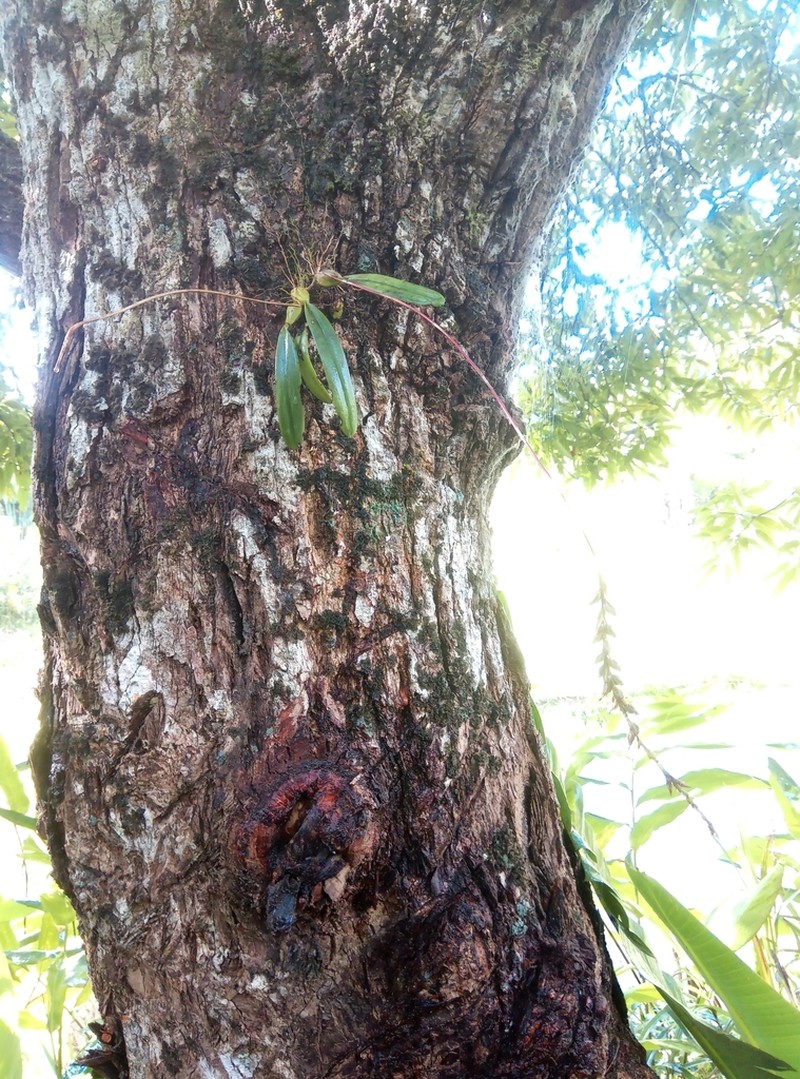 Bulbophyllum erectum photo 8