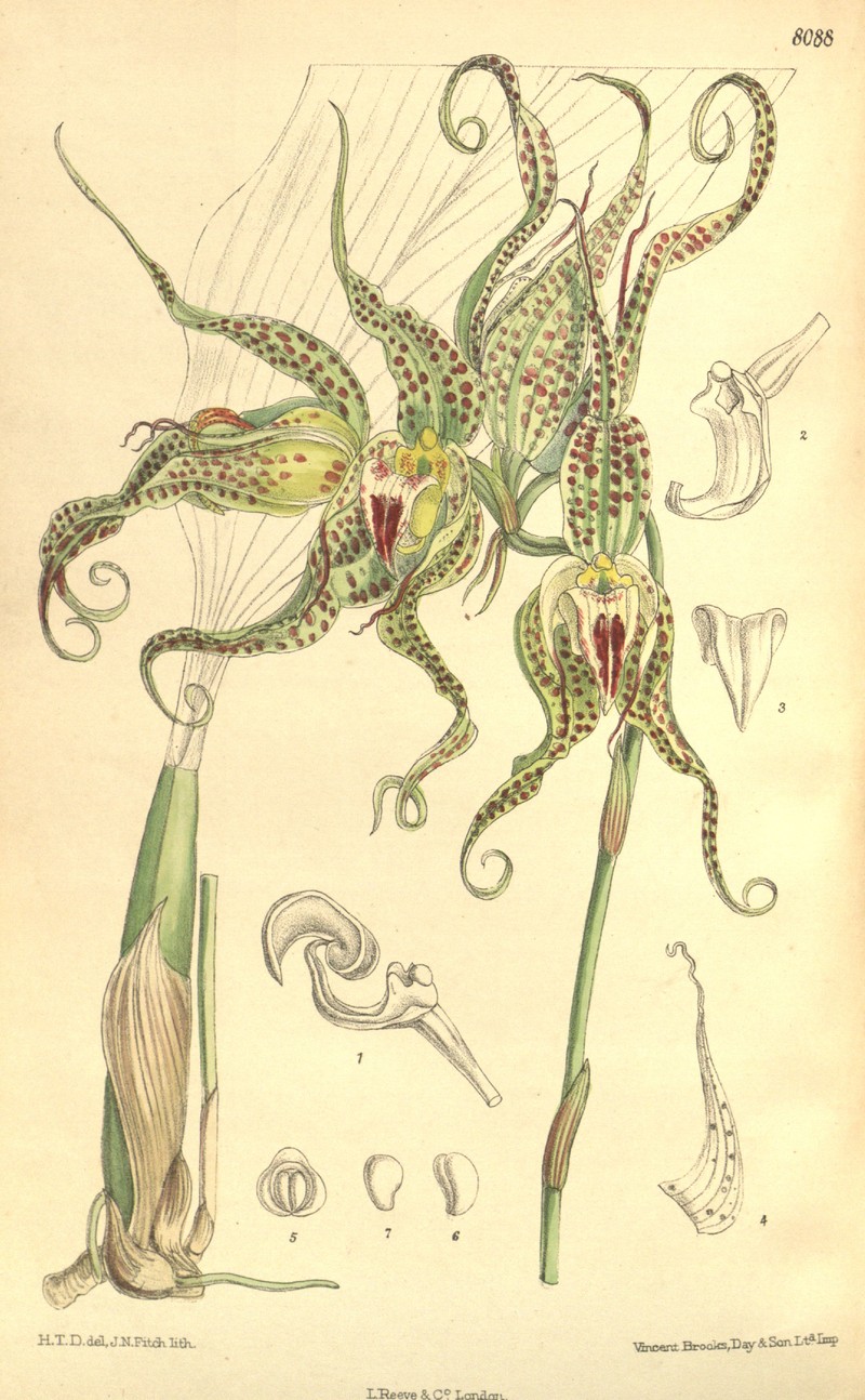 Bulbophyllum ericssonii