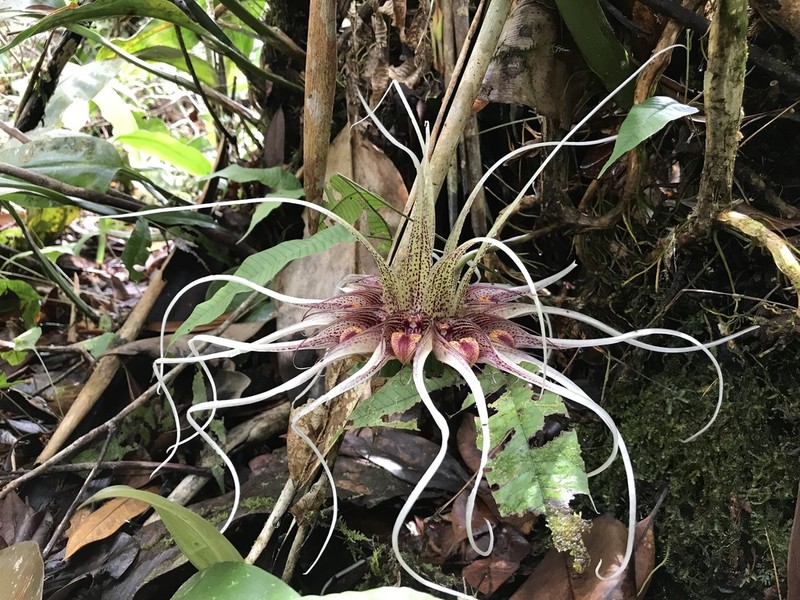 Bulbophyllum ericssonii photo 2