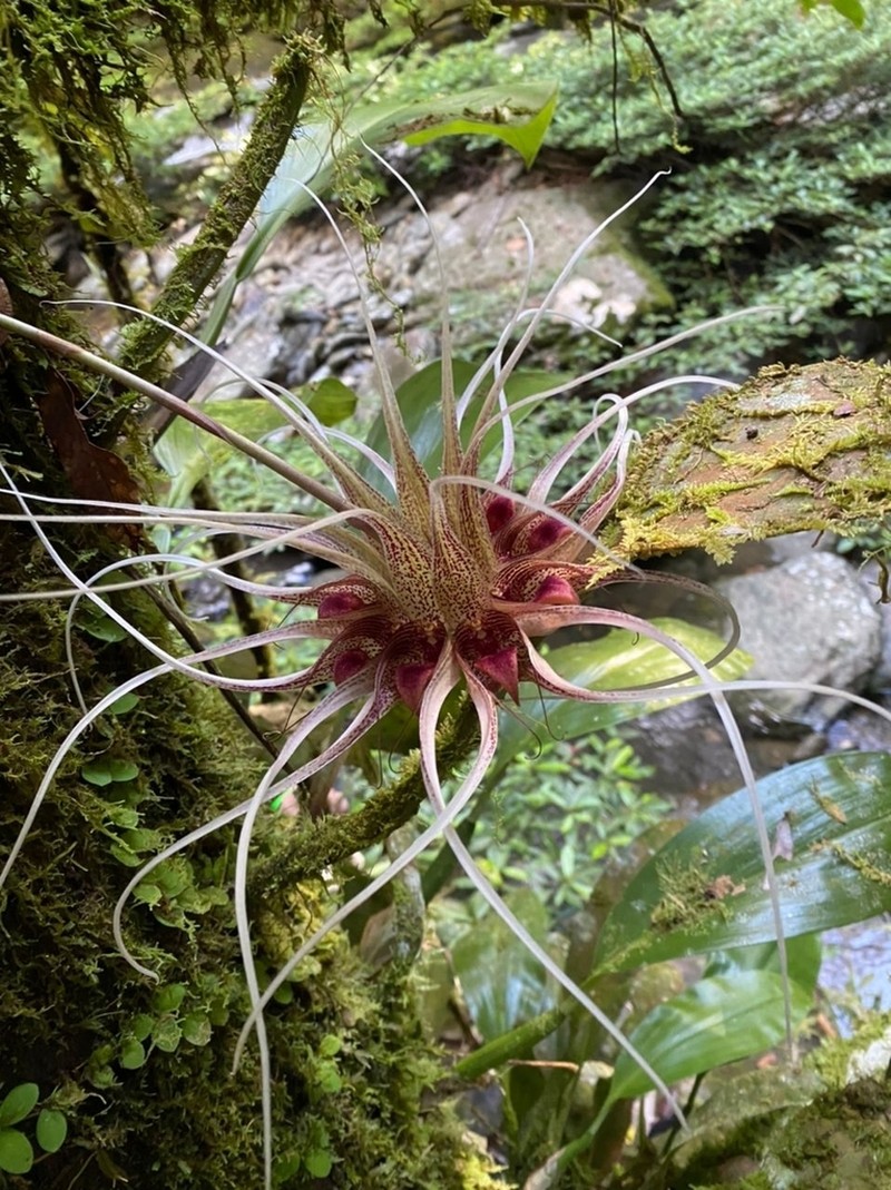 Bulbophyllum ericssonii photo 3