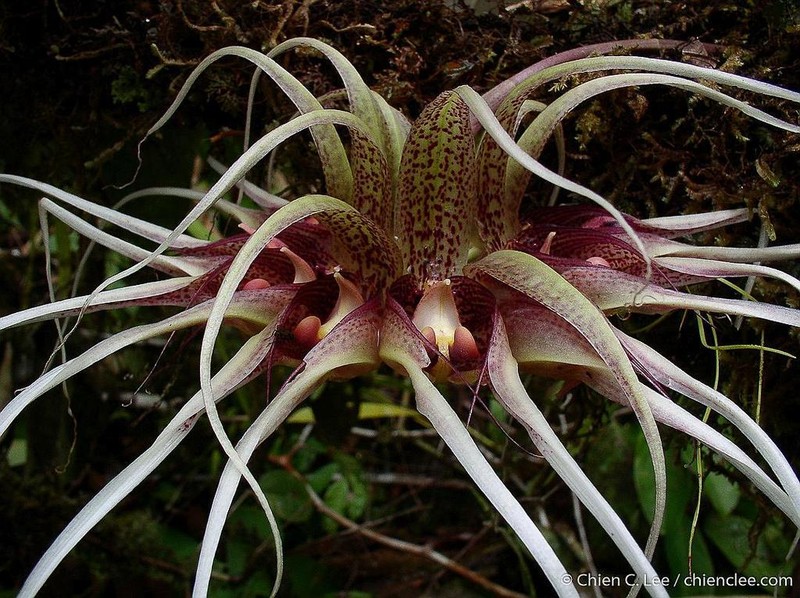 Bulbophyllum ericssonii photo 4