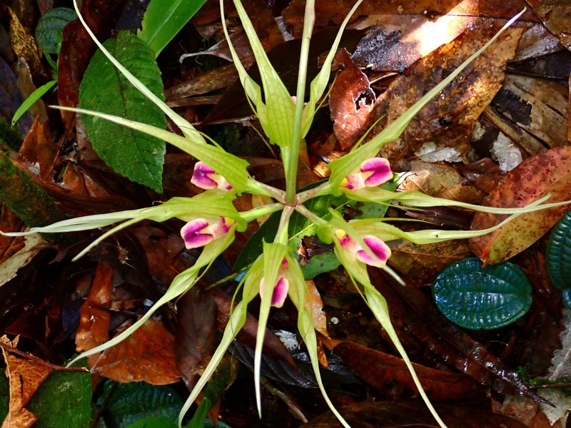 Bulbophyllum ericssonii photo 5