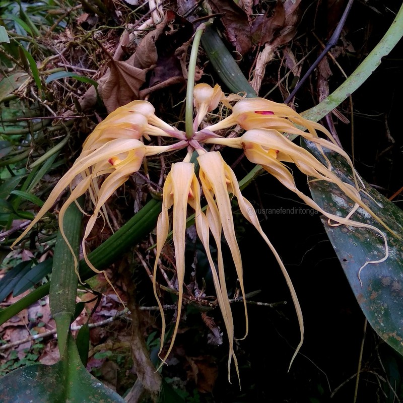 Bulbophyllum ericssonii photo 7