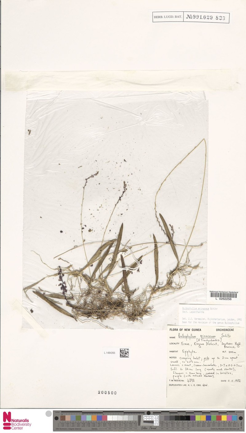 Bulbophyllum erinaceum