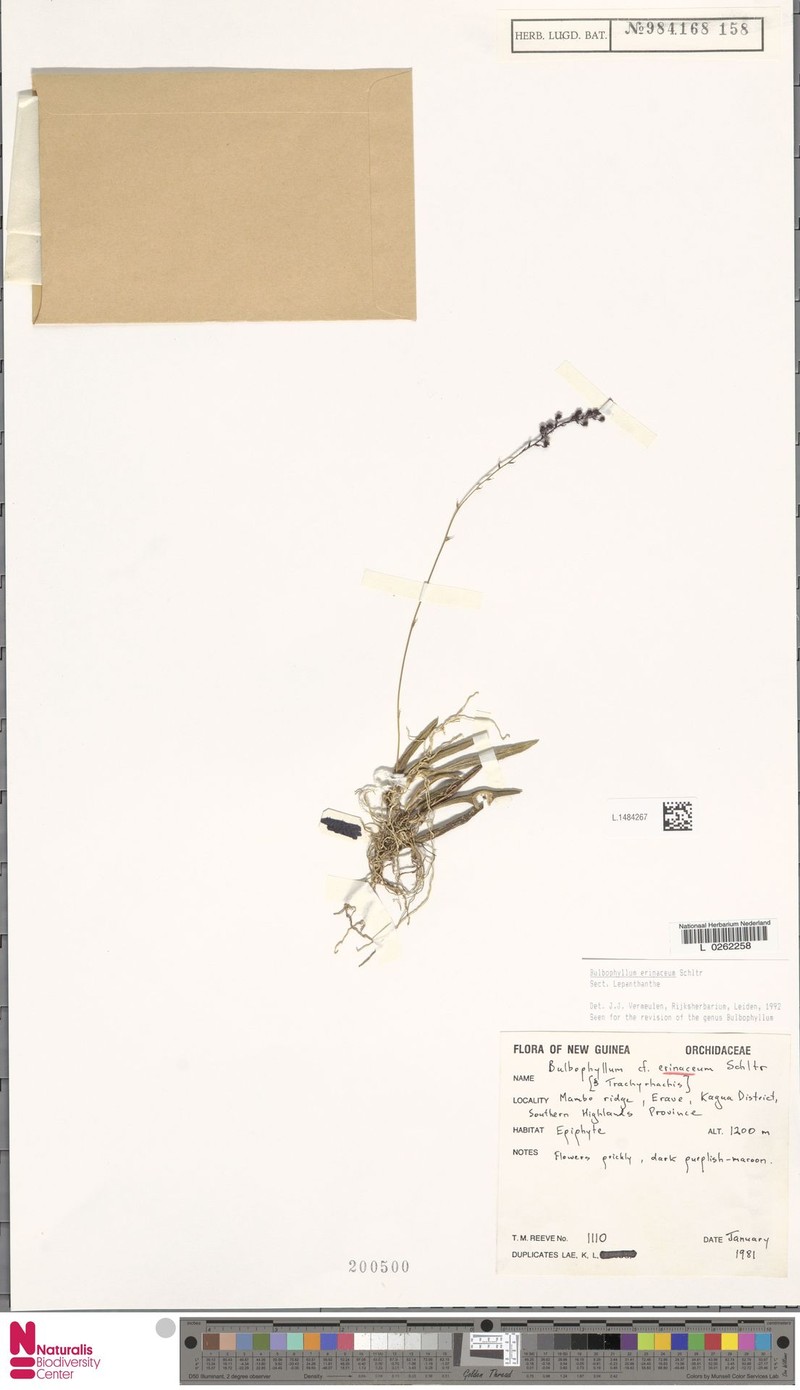 Bulbophyllum erinaceum photo 2