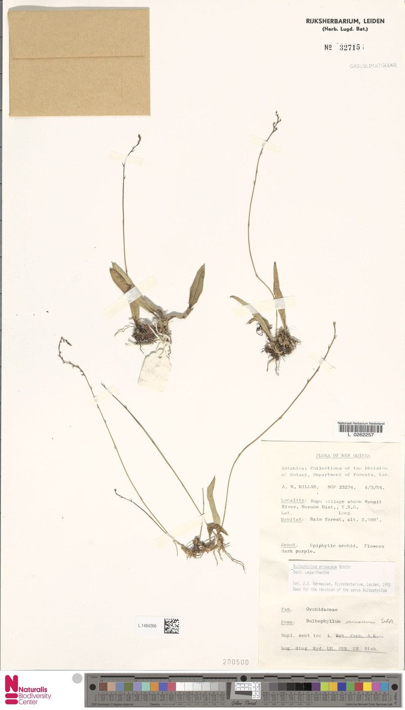 Bulbophyllum erinaceum photo 3