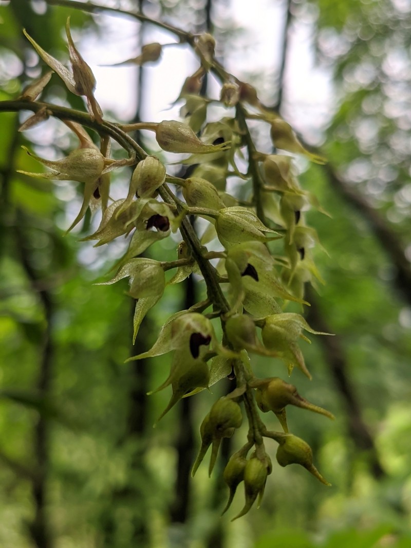 Bulbophyllum eublepharum