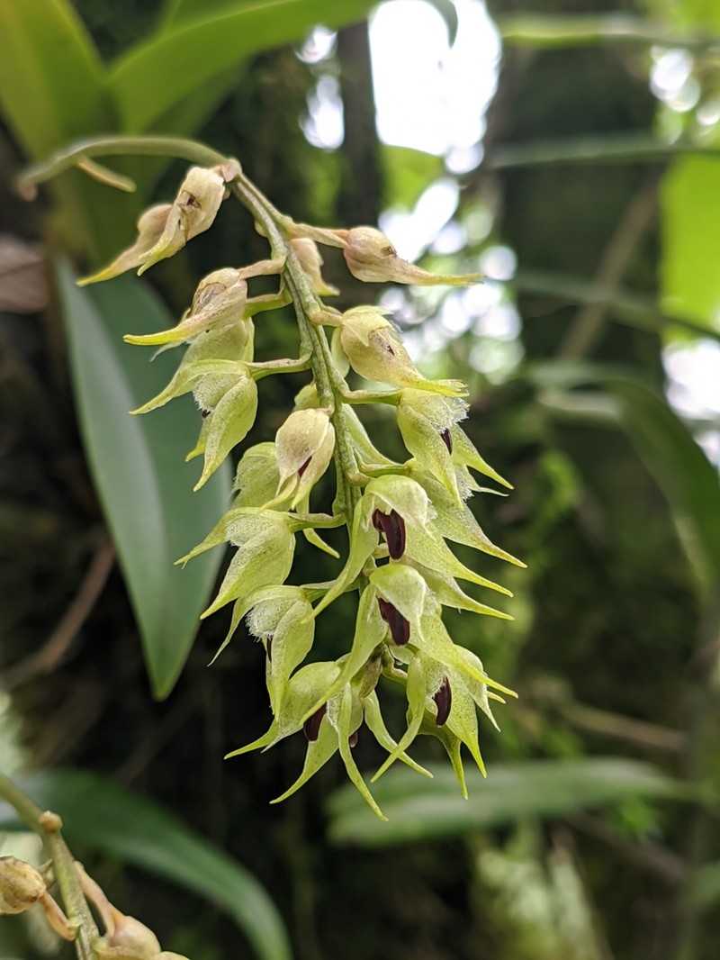 Bulbophyllum eublepharum photo 2