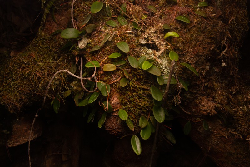 Bulbophyllum evasum
