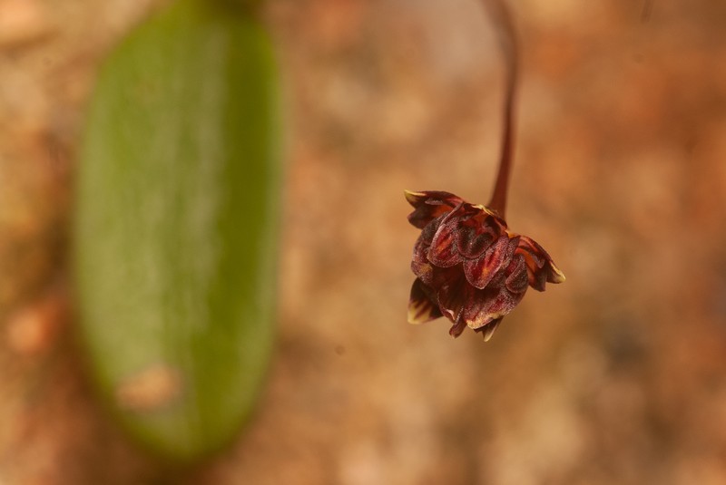 Bulbophyllum evasum photo 2