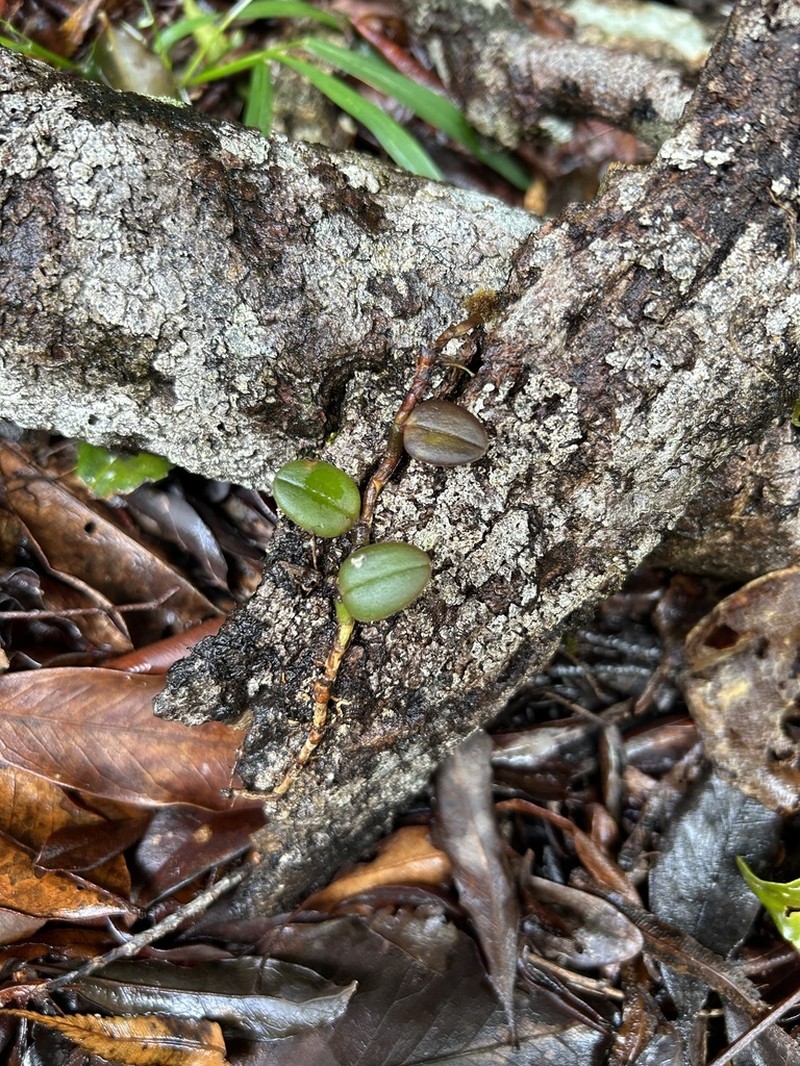 Bulbophyllum evasum photo 3