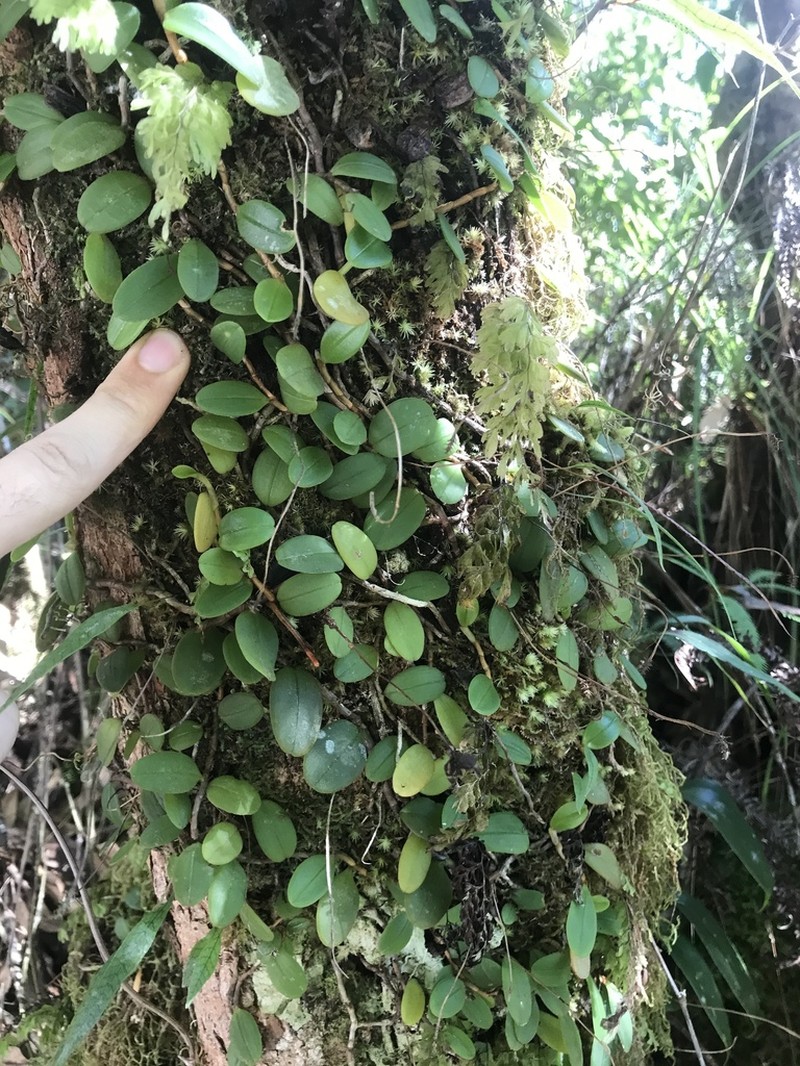 Bulbophyllum evasum photo 4