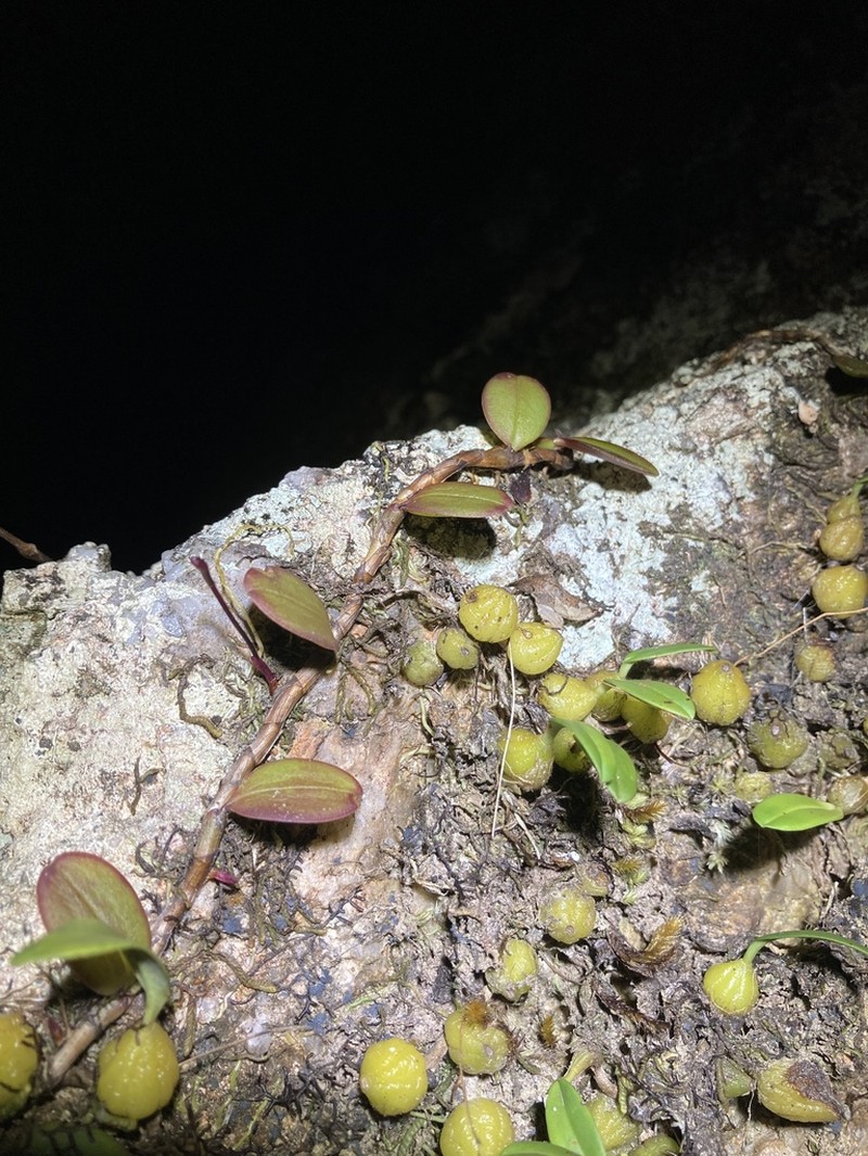 Bulbophyllum evasum photo 6