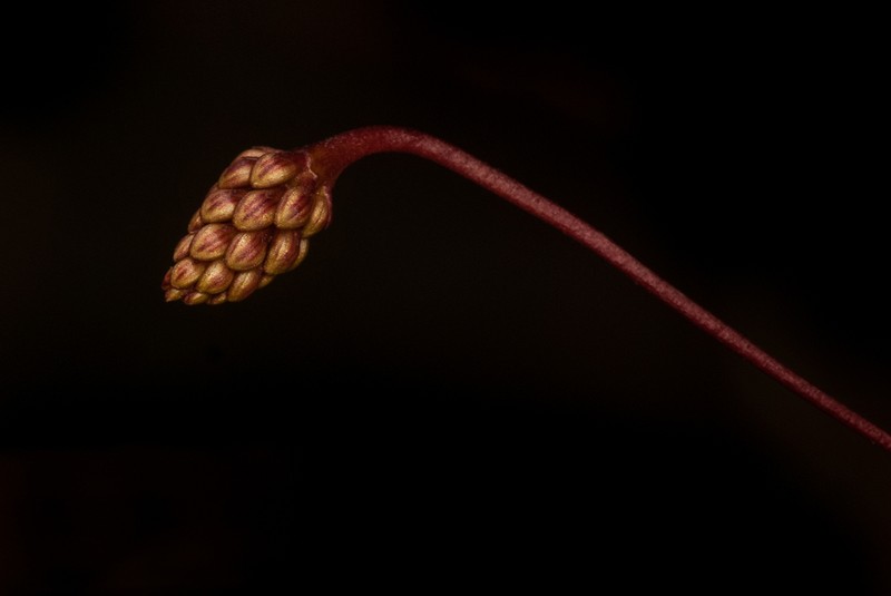 Bulbophyllum evasum photo 7