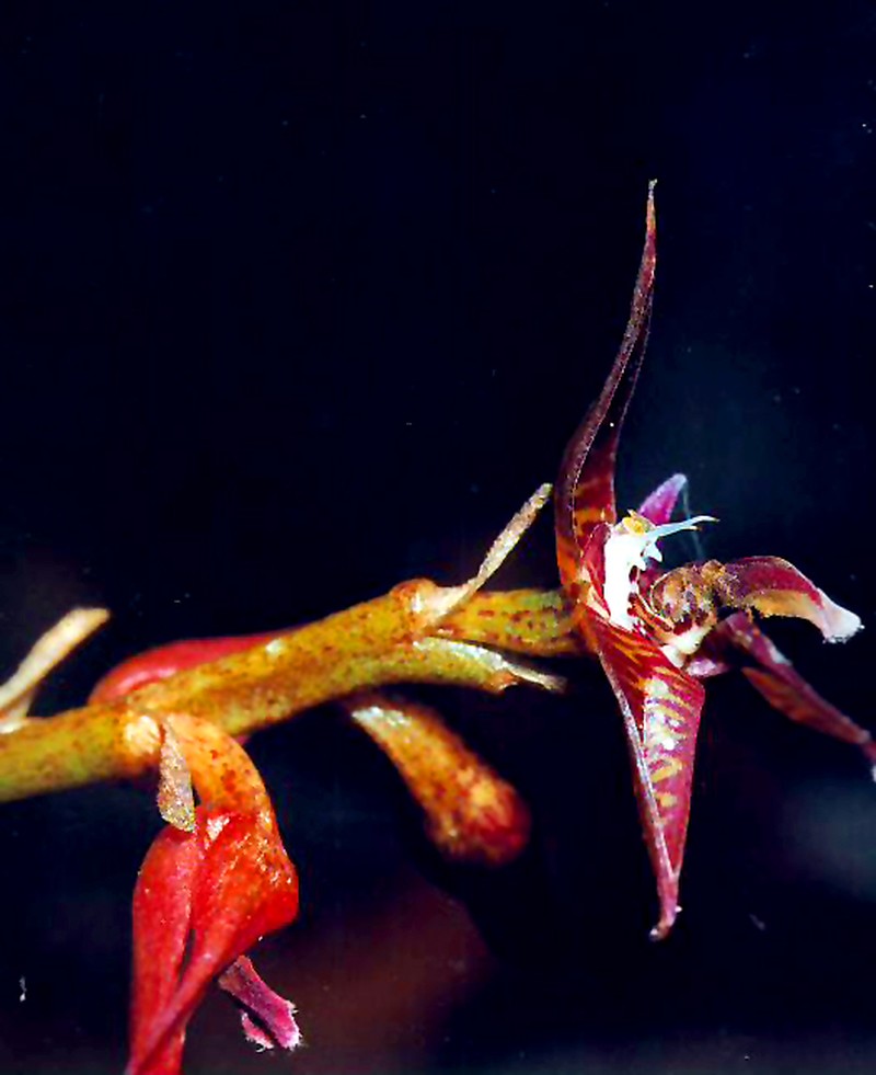 Bulbophyllum exaltatum