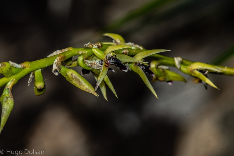 Bulbophyllum exaltatum photo 2