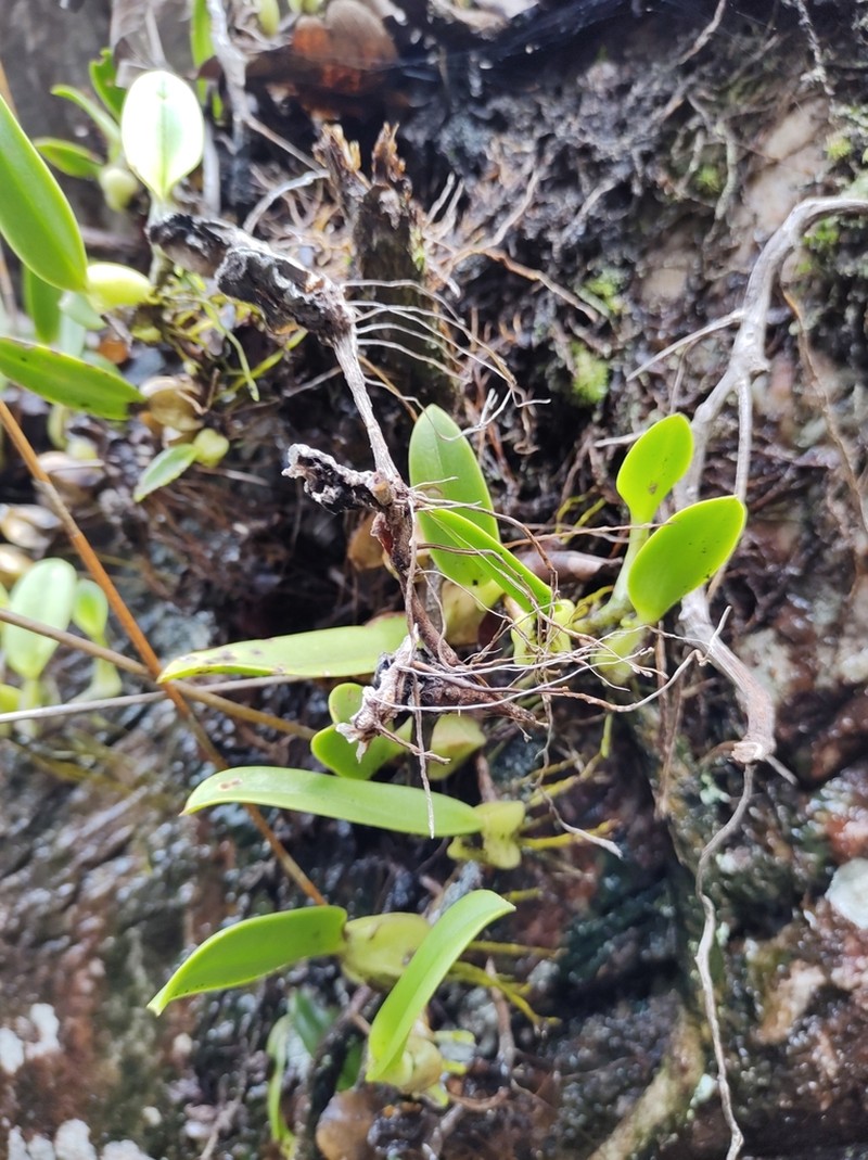 Bulbophyllum exaltatum photo 4