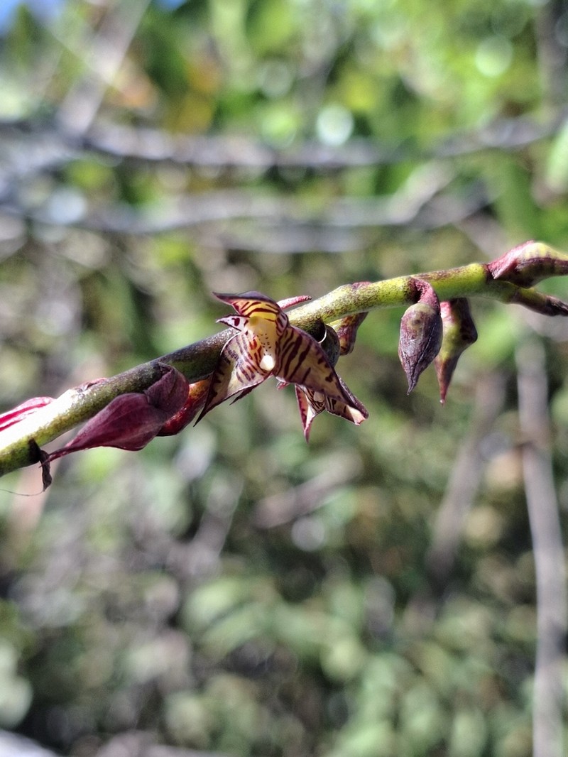 Bulbophyllum exaltatum photo 6