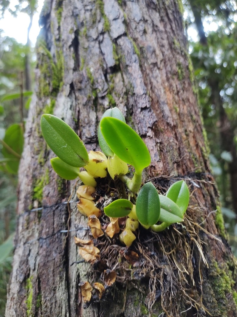 Bulbophyllum exaltatum photo 7