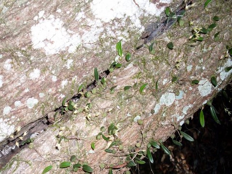 Bulbophyllum exiguum photo 2