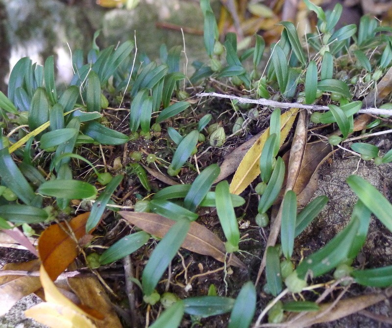 Bulbophyllum exiguum photo 3