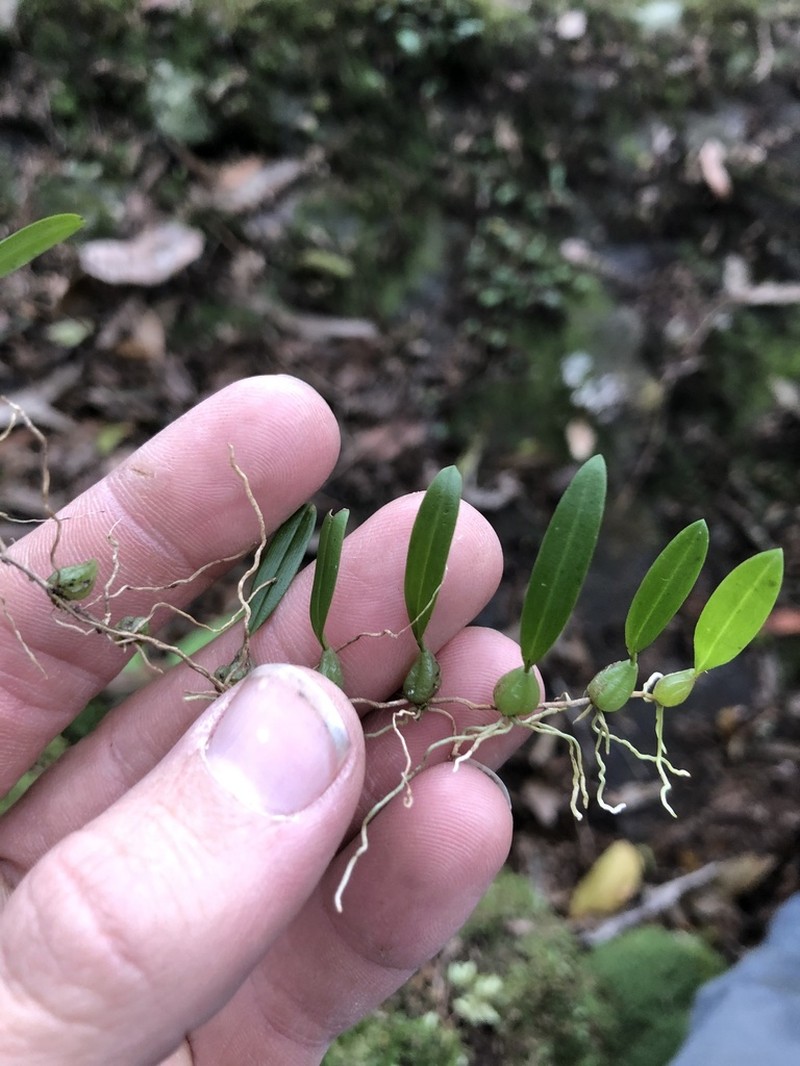 Bulbophyllum exiguum photo 4