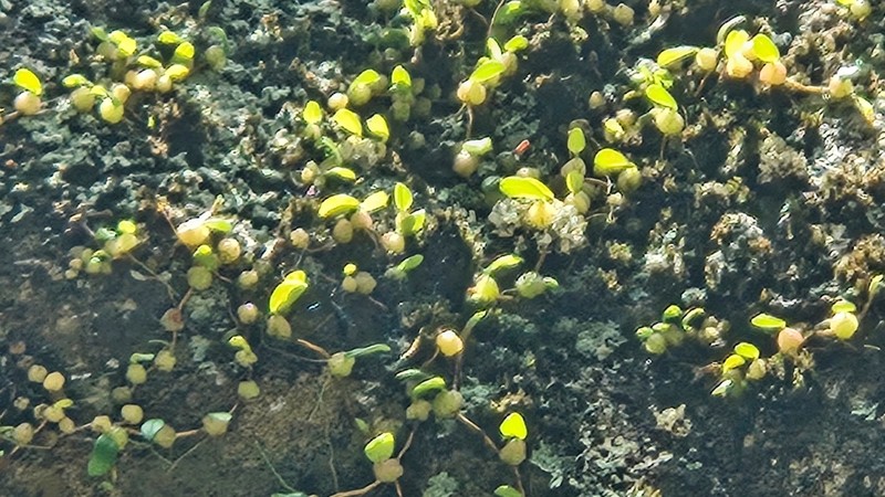 Bulbophyllum exiguum photo 5