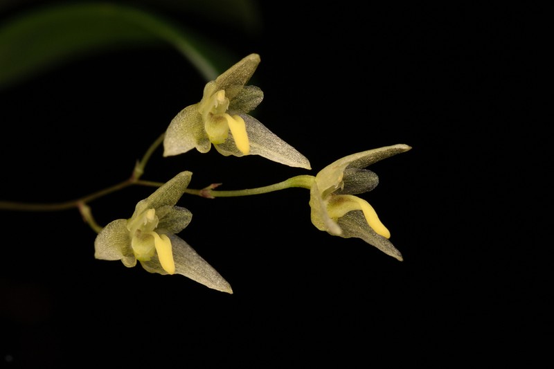 Bulbophyllum exiguum photo 6