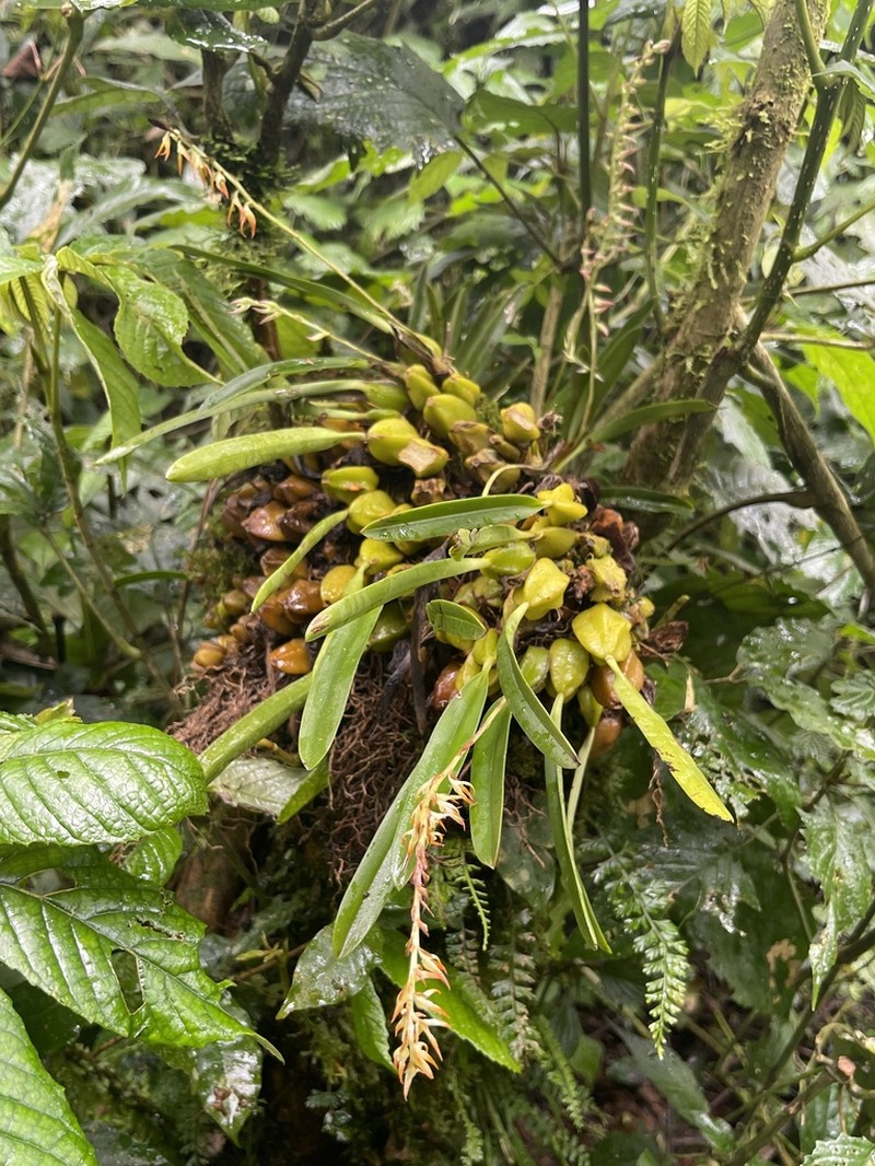 Bulbophyllum expallidum