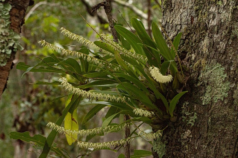 Bulbophyllum expallidum photo 2