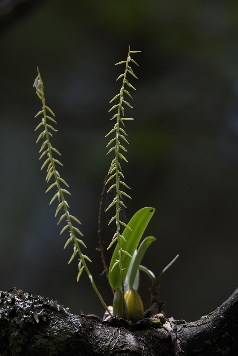 Bulbophyllum expallidum photo 3
