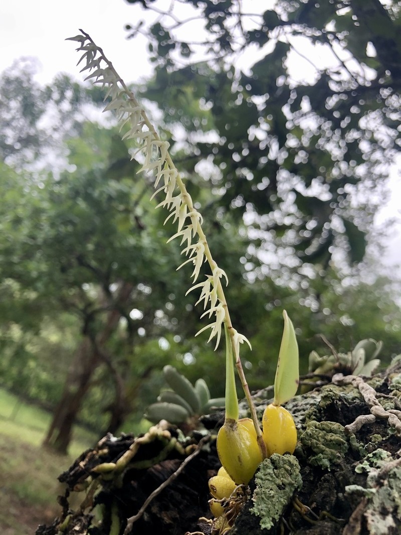 Bulbophyllum expallidum photo 4