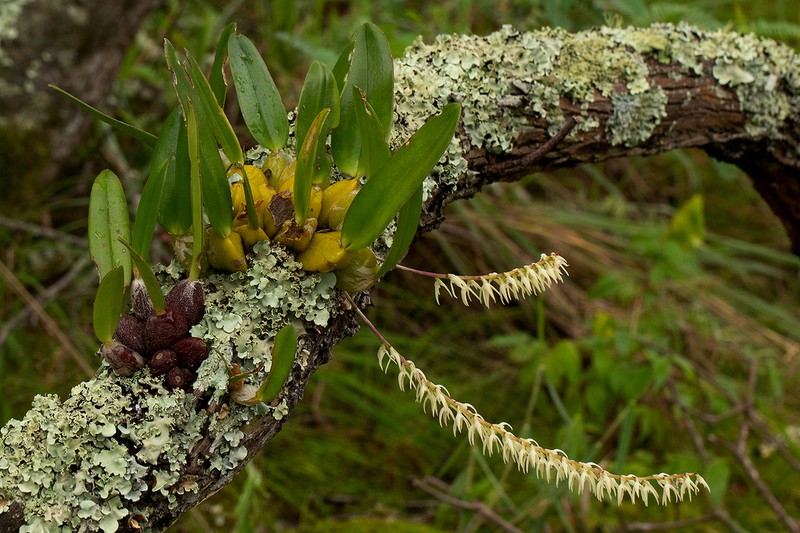 Bulbophyllum expallidum photo 5