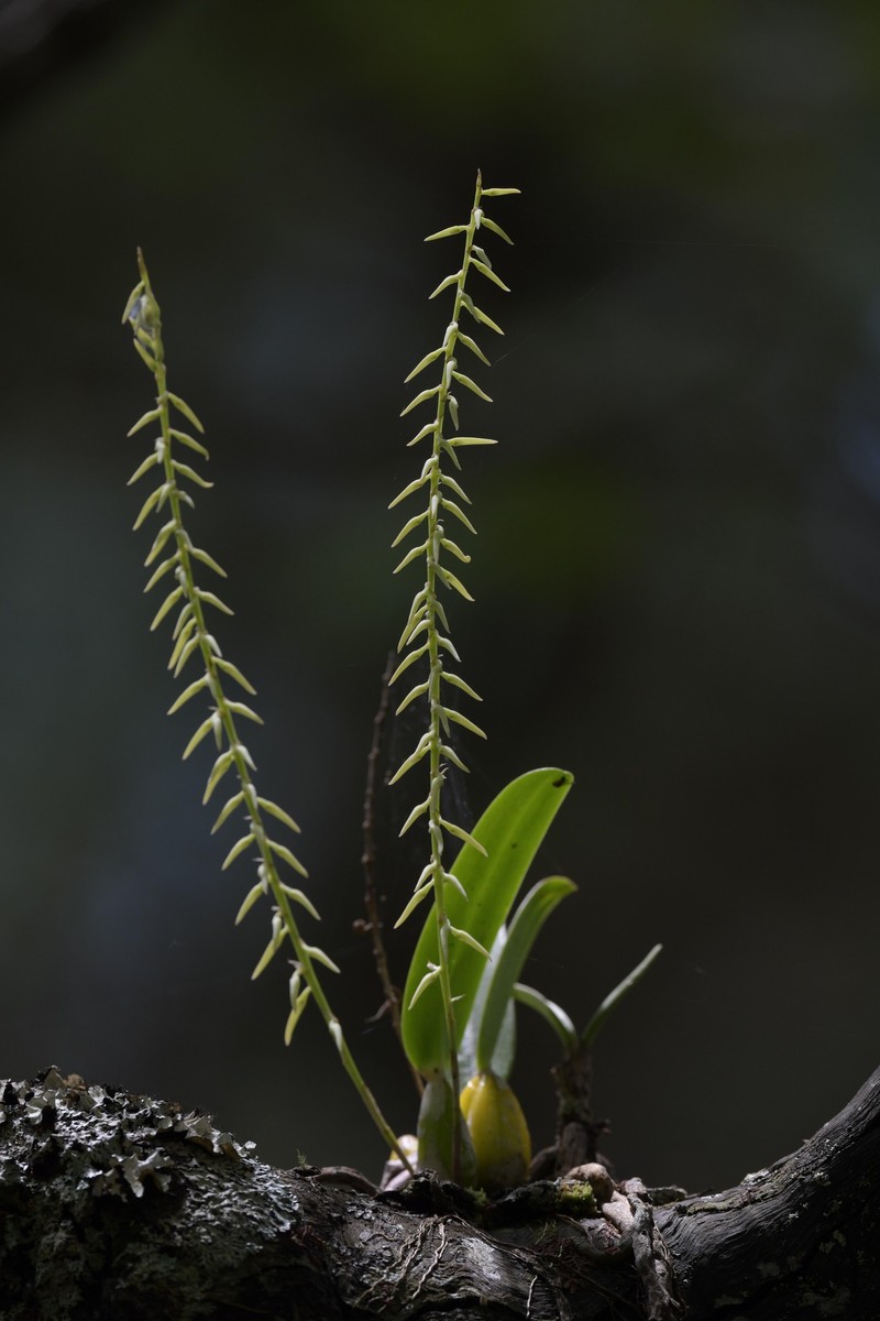 Bulbophyllum expallidum photo 7