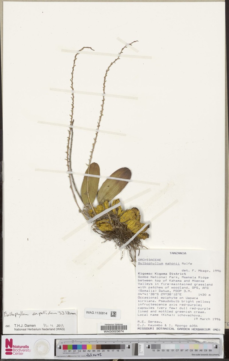 Bulbophyllum expallidum photo 8