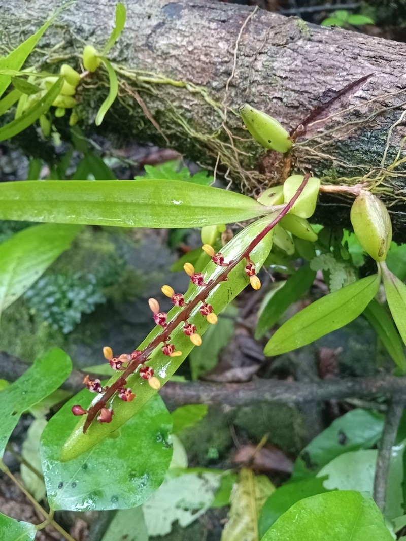 Bulbophyllum falcatum photo 2