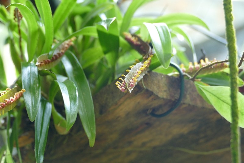 Bulbophyllum falcatum photo 3