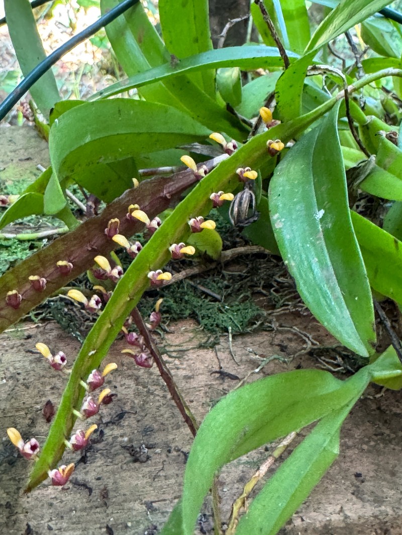 Bulbophyllum falcatum photo 4