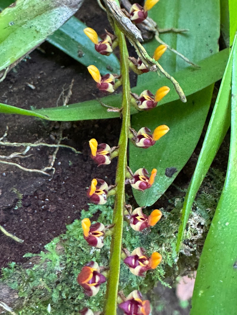 Bulbophyllum falcatum photo 5