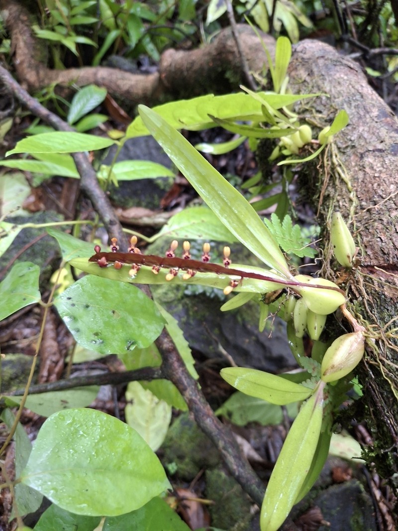 Bulbophyllum falcatum photo 6