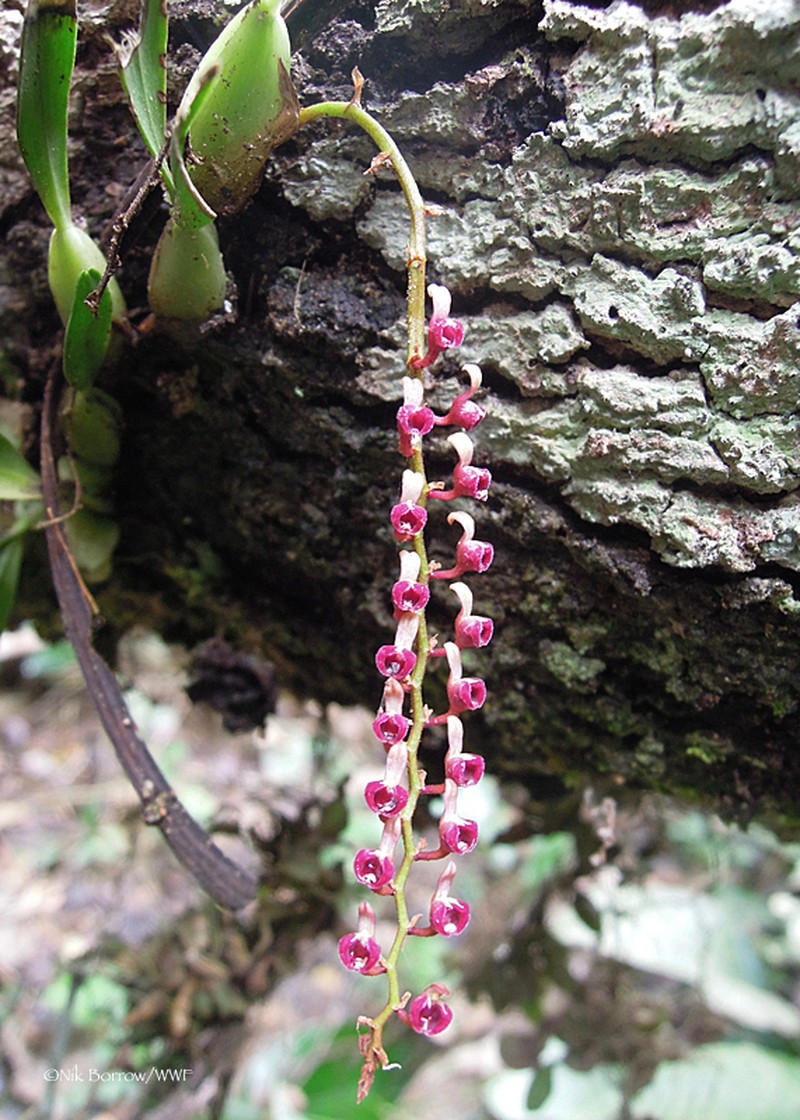 Bulbophyllum falcatum photo 7