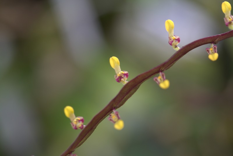 Bulbophyllum falcatum var. bufo