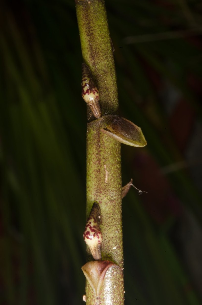 Bulbophyllum falcatum var. bufo photo 2