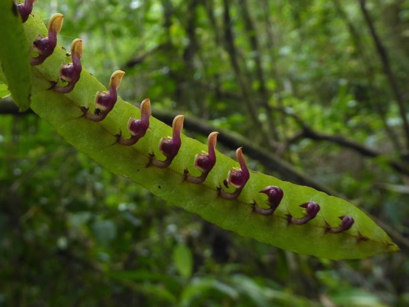 Bulbophyllum falcatum var. falcatum