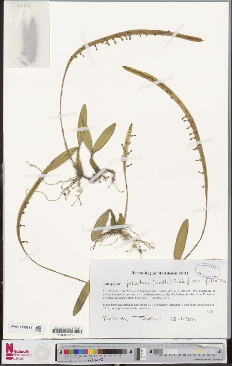 Bulbophyllum falcatum var. falcatum photo 2
