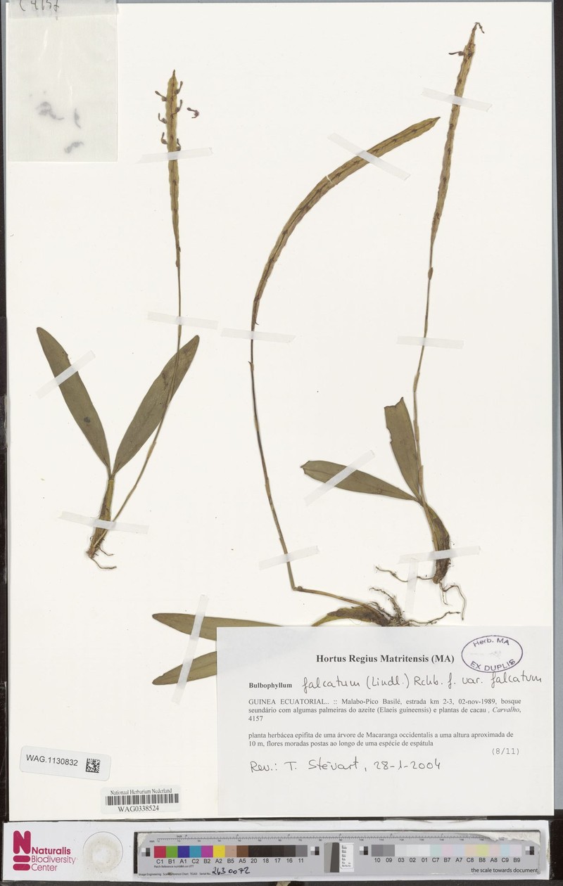 Bulbophyllum falcatum var. falcatum photo 3