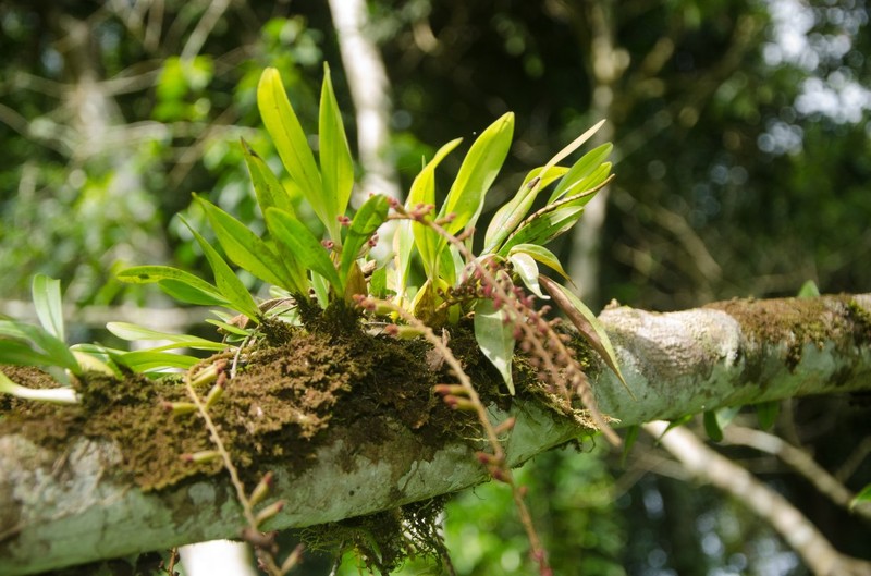 Bulbophyllum falcatum var. velutinum photo 2